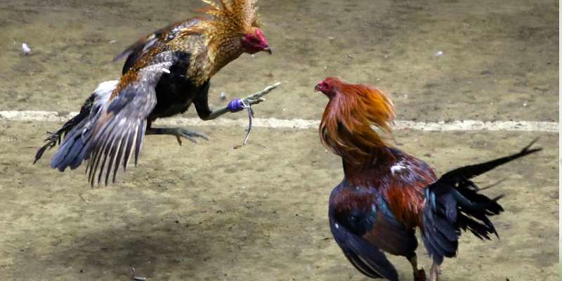 Đá Gà Tại 368Bet