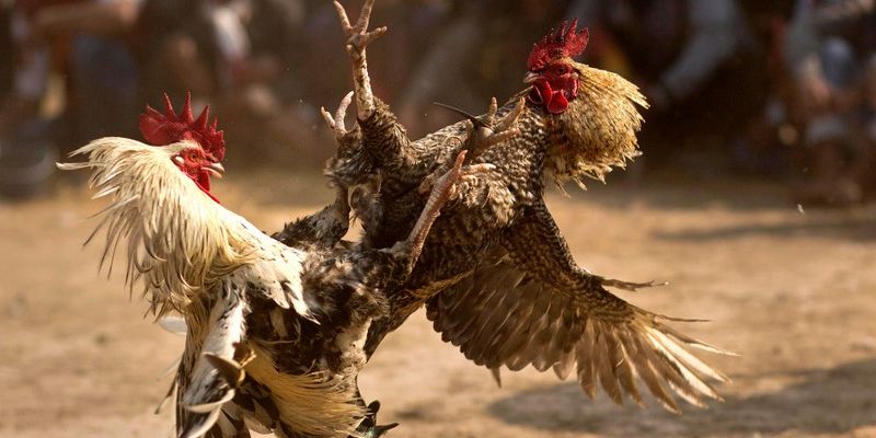 Đá Gà Tại 368Bet